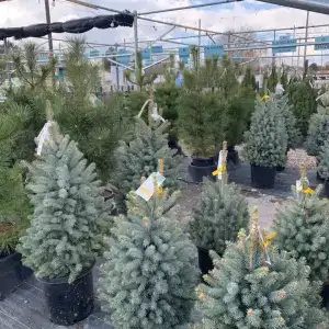 Tips for Buying a Live Christmas Tree in Utah