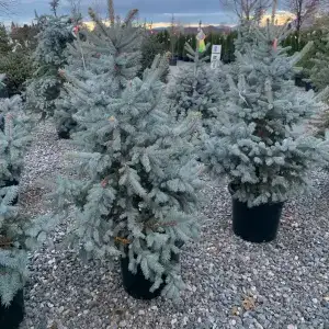 Tips for Buying a Live Christmas Tree in Utah