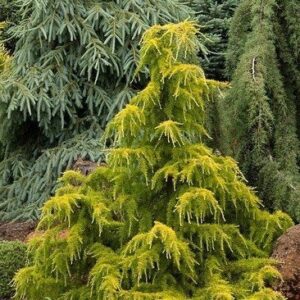 Cedar, Gold Cascade Deodar/Himalayan