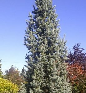 Spruce, Iseli Columnar Blue