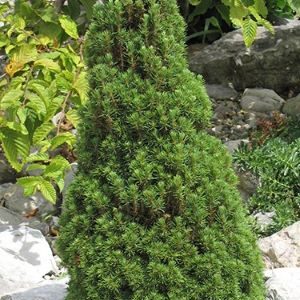 Spruce, Jean's Dilly Alberta