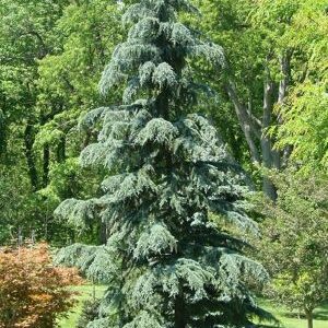 Cedar, Karl Fuchs Deodar Himalayan