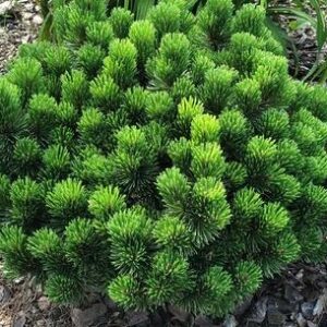 Pine, Sherwood Compact Mugo