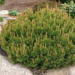 Pine, Slowmound Mugo