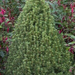 Spruce, Tiny Tower Alberta