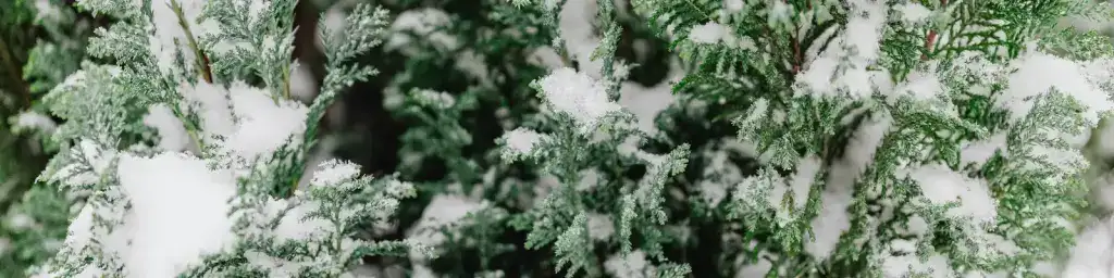 Winter Watering Schedule for Trees and Shrubs Glover Nursery