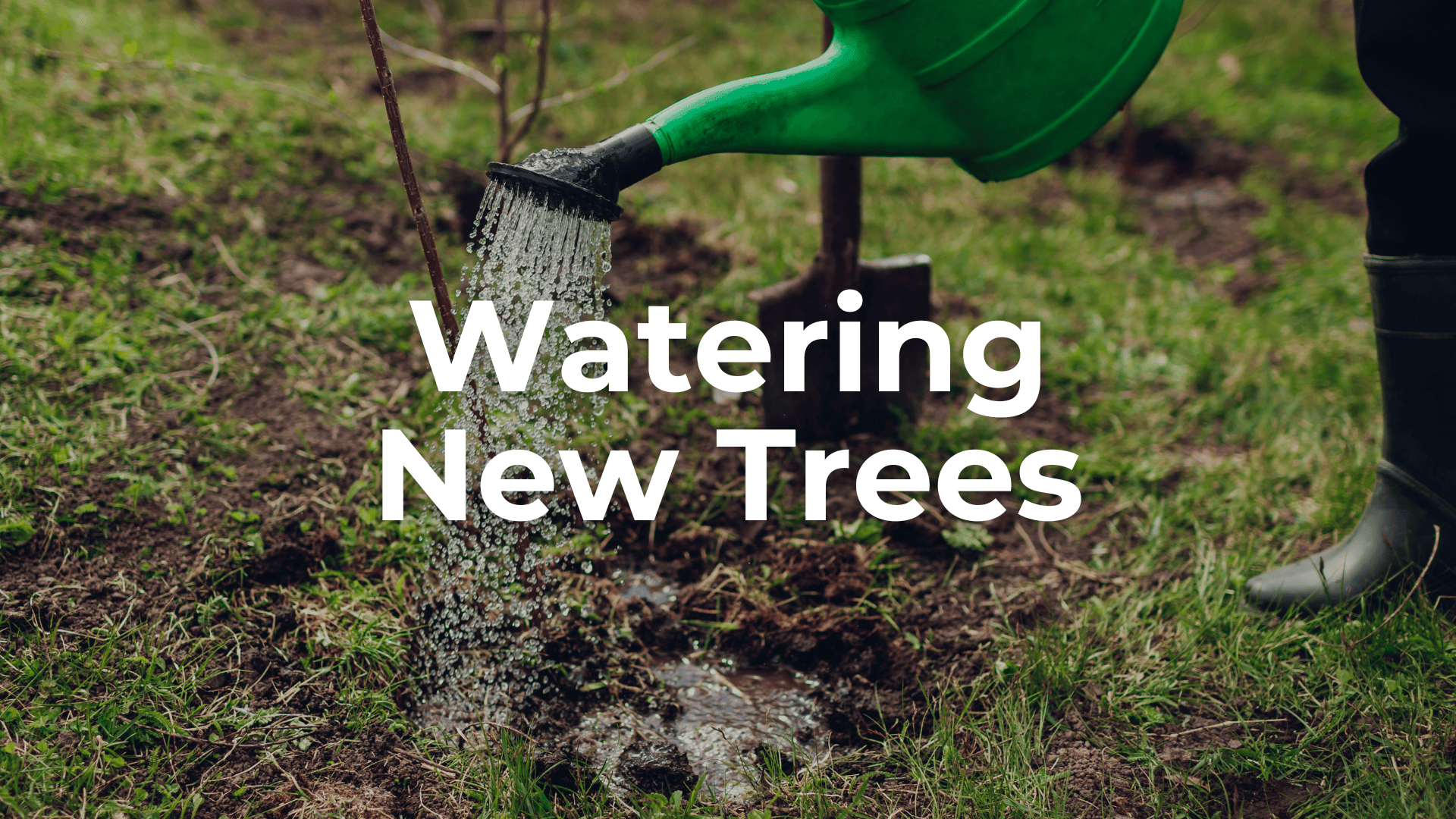 New Trees 