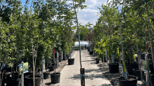 glover nursery store