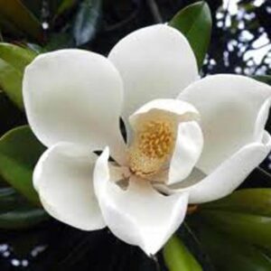 Magnolia, DD Blanchard