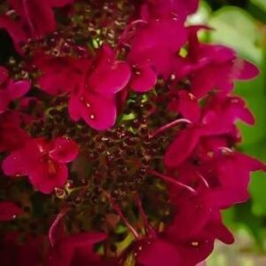 Panicle Hydrangea, Fire and Ice