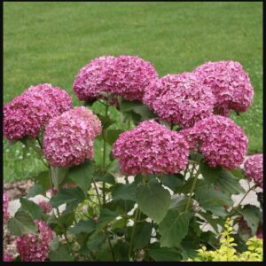 Smooth Hydrangea, Invincibelle Mini Mauvette