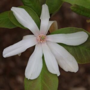 Magnolia, Spring Welcome