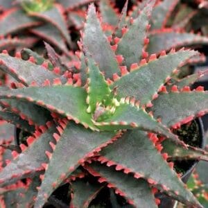 Aloe, Christmas Sleigh