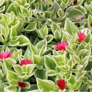 Aptenia / Baby sun rose