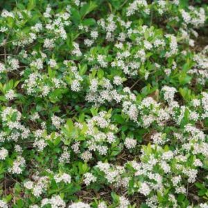 Chokeberry, Ground Hug