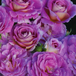 Rose Floribunda, Arctic Blue