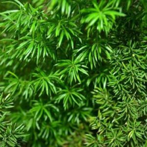 Asparagus Fern