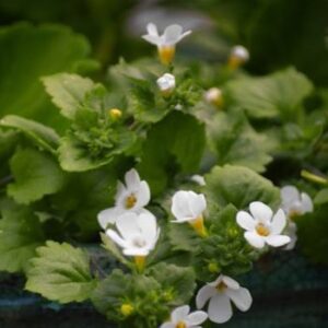 Bacopa