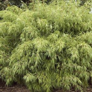 Bamboo, Fargesia rufa