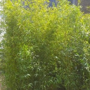 Bamboo, Bissett's