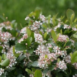 Chokeberry, Low Scape Hedger Dwarf