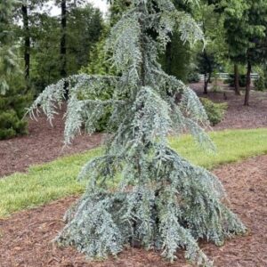 Cedar, Eisregen (Ice Rain) Deodar Himalayan