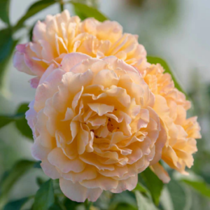Rose Floribunda, Forever Amber