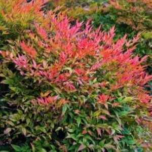 Bamboo, Heavenly (Firepower, Gulf Stream, Obsession)