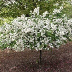 Crabapple, Sargent Tina