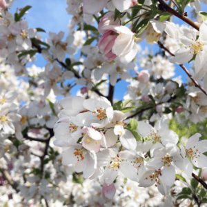 Crabapple, Sugar Tyme