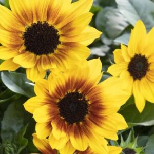 SunBelievableĀ® Brown Eyed Girl Helianthus