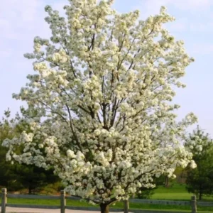 Flowering Pear, Cleveland