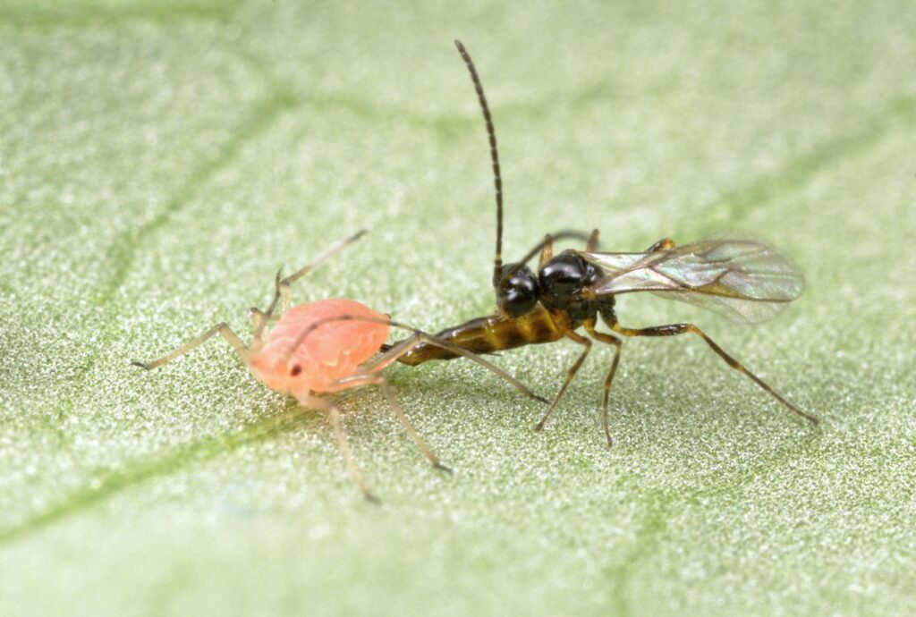 Aphidoletes ervi and pea aphid