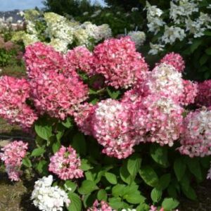 Panicle Hydrangea, Diamond Rouge®