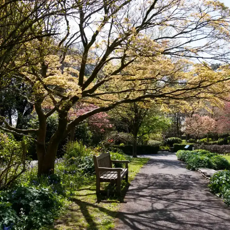 shade from garden trees