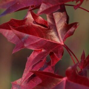 Maple, Urban Sunset®