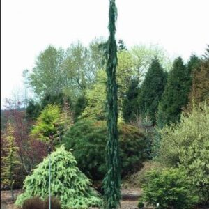 Cedar, Van den Akker Weeping Alaskan