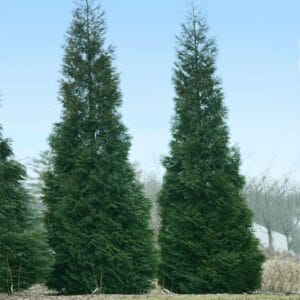 Arborvitae Full Speed A Hedge®,  American Pillar