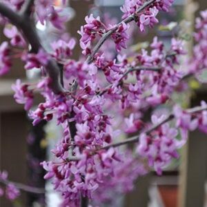 Redbud, Black Pearl