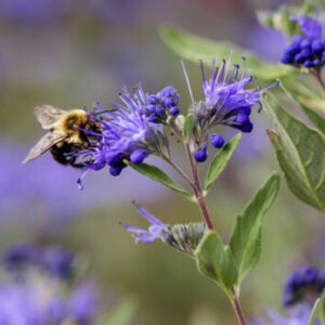 Bluebeard, Sapphire Surf