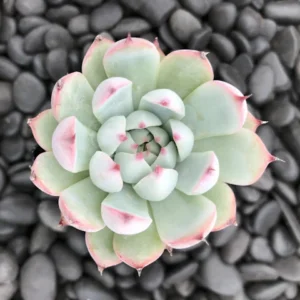 Echeveria Parva
