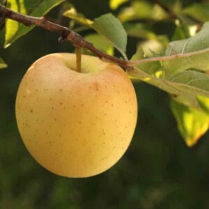 Apple, Golden Delicious