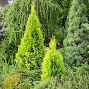 Arborvitae, Highlights