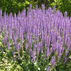 Salvia