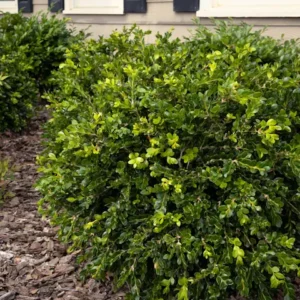 Boxwood English, Unraveled