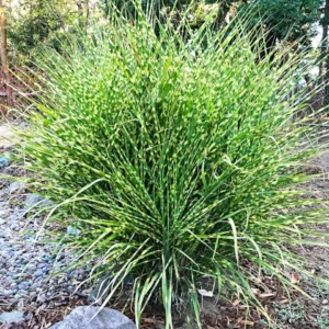 Zebra grass