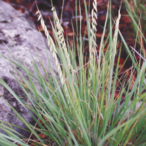 Alkali Sacaton Grass