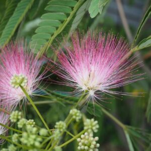 Mimosa, Evey's Pride