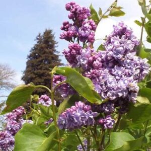 Lilac, Alice Christenson