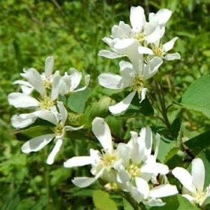 Serviceberry, Smokey Saskatoon